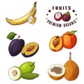 Hand drawn illustration of banana, plum peach, ziziphus, voavanga. Set of fruits. Colorful sketches elements