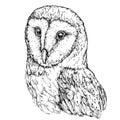 Hand Drawn Illustration Of Barn Owl.