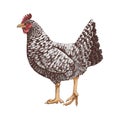 Hand drawn illustration of barred rock chicken