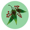 Hand drawn illustration of beautiful rowan berry.