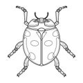 Hand drawn illustration of beetle Royalty Free Stock Photo