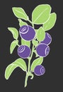 Hand-drawn illustration of bilberry simply colored. Blue berries and green leaves of huckleberry with white outline Royalty Free Stock Photo