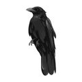 Hand Drawn Illustration of the black Raven bird. High Detailed Vector Art.Black crow cartoon illustration