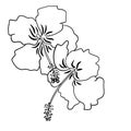 Hand drawn illustration of black and white hibiscus flower, tropical floral design. Elegant petal bloom blossom Royalty Free Stock Photo