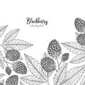 Hand drawn illustration of blackberry isolated on white background. Berries engraved style illustration. Detailed frame