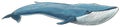 Hand-drawn illustration of a Blue Whale Balaenoptera musculus