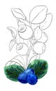 Hand-drawn illustration of blueberry colored and gray. Composition of Blue berries and green leaves of huckleberry with Royalty Free Stock Photo