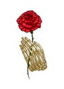 Hand Drawn Illustration of Bone Hand Holding a Red Rose Royalty Free Stock Photo