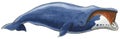 Hand-drawn illustration of a Bowhead Whale Balaena mysticetus Royalty Free Stock Photo