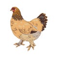 Hand drawn illustration of Brahma chicken