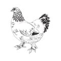 Hand drawn illustration of Brahma chicken