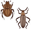 Hand drawn illustration of bug insect in beige brown colors. Nature species arthropod, minimalist style, earth tone