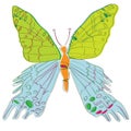 Urania chrysiridia butterfly childish illustration