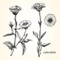 Hand-drawn illustration Calendula.