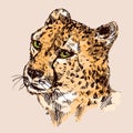 Hand-drawn illustration cheetah