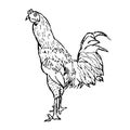 Hand drawn illustration of chicken. realistic sketch of animal