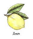 Hand drawn illustration - colorful Lemon. Citrus fruit with leaves. Watercolor