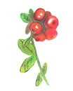 Hand drawn illustration Cowberry. Red lingonberry. Northern Wildberries. Watercolor pencils painting.