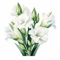 Hyper-realistic Gladiolus Watercolor Illustration On White Background
