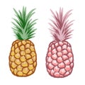 Hand drawn illustration of fruit pineapple, tropical dessert food, bright colorful sketch style. Eating vegetarian