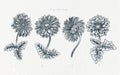 realistic line art illustration hand drawn garbera flower elements