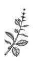 Hand drawn illustration of a Holy Basil stem plant. Pencil graphite drawing.