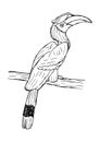 Hand drawn illustration of hornbill bird. isolated
