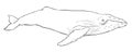 Hand-drawn illustration of a Humpback Whale Megaptera novaeangliae Royalty Free Stock Photo