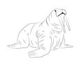 Hand drawn isolated walrus silhouette outline