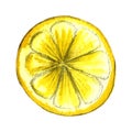 Hand drawn illustration of lemon