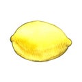 Hand drawn illustration of lemon