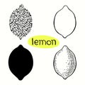 Hand drawn illustration of lemons isolated on white background.