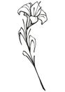 Hand drawn illustration of a Lily