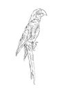 Hand drawn illustration of macaw parrot bird, isolated realistic sketch of animal vector Royalty Free Stock Photo