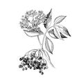 Hand drawn elderberry with berries and blossoms