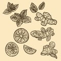 Hand drawn illustration of mint, lemon and ginger in the engraving Royalty Free Stock Photo