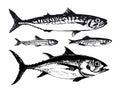 Hand drawn illustration of ocean sea fishes such as mackerel, tuna and capelin. Vector illustration of underwater
