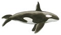 Hand-drawn illustration of an Orca Whale Orcinus orca