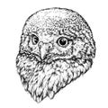 Hand Drawn illustration of Owl.