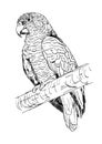 Hand drawn illustration of parrot. abstract sketch of bird