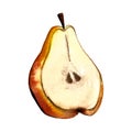 Hand drawn illustration of pear