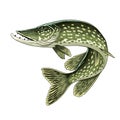 Hand Drawn Illustration of Pike Fish