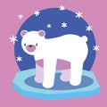 Hand drawn illustration of polar bear isolated on pink and blue Walking or standing polar bear, side view. Flat style Royalty Free Stock Photo