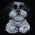 hand drawn illustration of a portrait of a cute black and white Shih Tzu