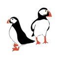 Hand drawn illustration of puffin bird in black white orange. Natural nature species, seabird cute character design, sea