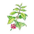 Hand drawn illustration. Red arabica coffee beans on a branch isolated.
