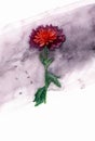 Hand drawn illustration Red Chrysantemum. Watercolor painting.