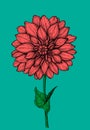 Dahlia flower hand drawn illustration Royalty Free Stock Photo