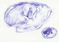 An hand drawn illustration, scanned picture - an dog, sleeping dachshund - pen technique Royalty Free Stock Photo
