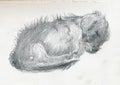 An hand drawn illustration, scanned picture - an dog, sleeping dachshund - pencil technique Royalty Free Stock Photo